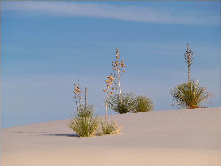Morning at White Sands