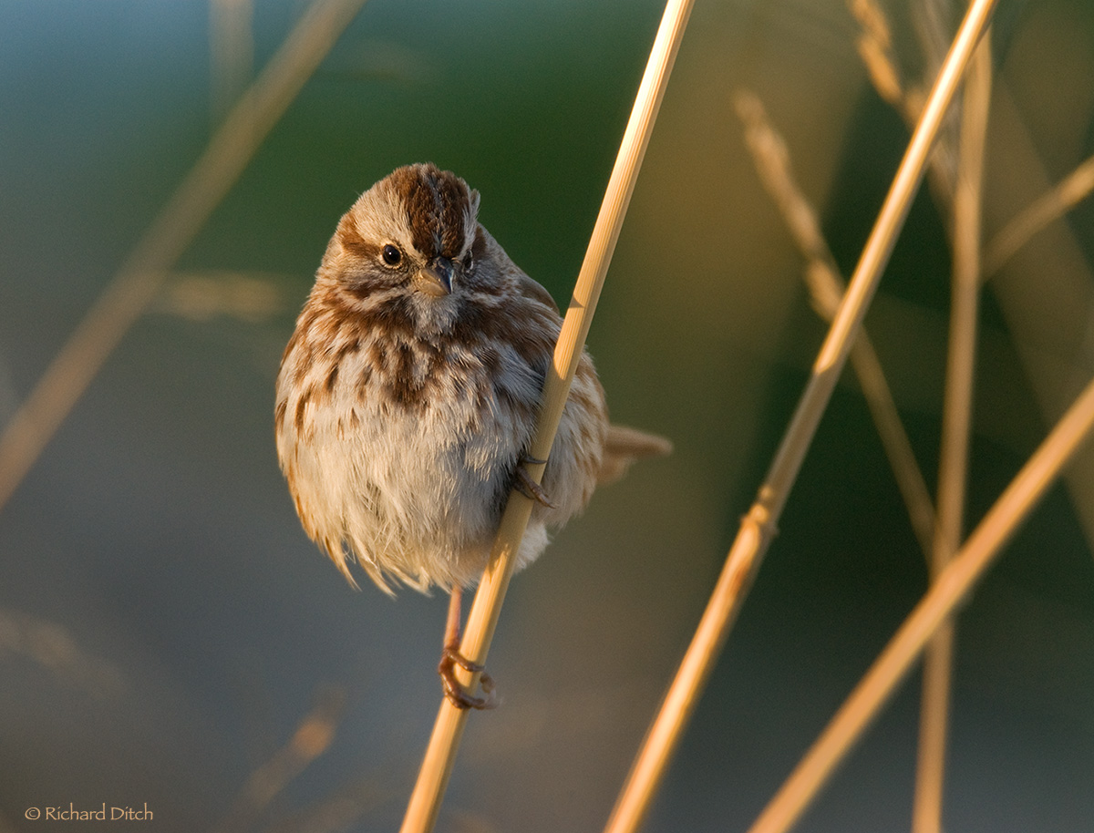 Song Sparrow