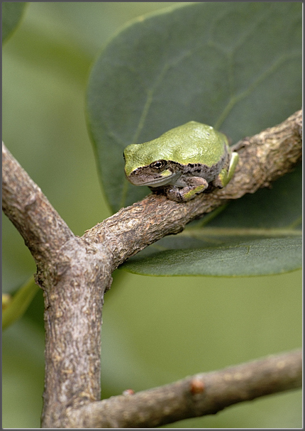 Gray tree frog