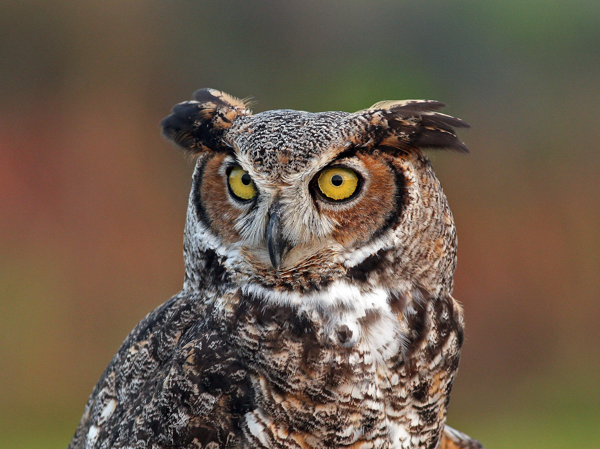 Great Horned Owl