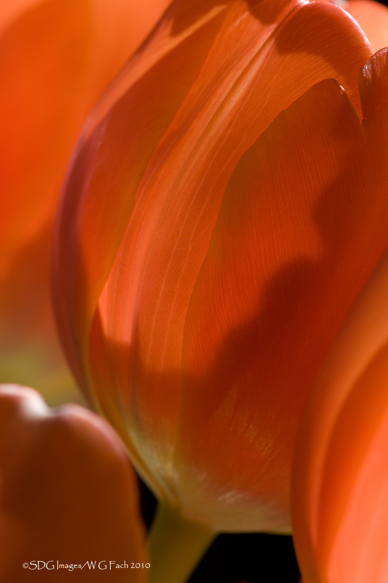 Orange Crush