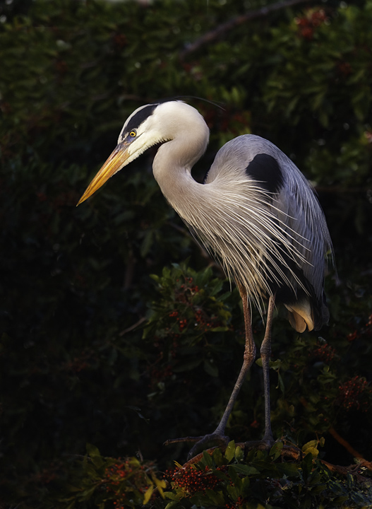 Heron at Sunrise