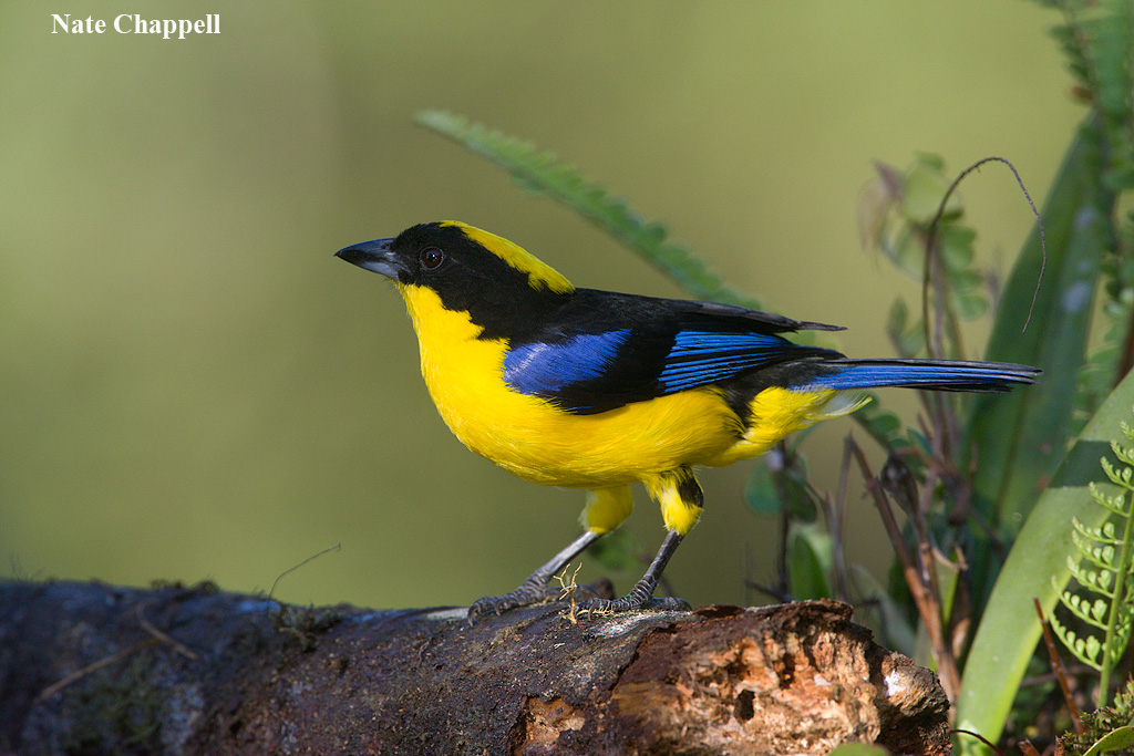 Blue-winged Mtn Tanager