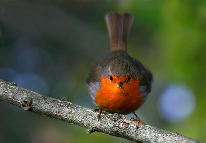 Angry Robin