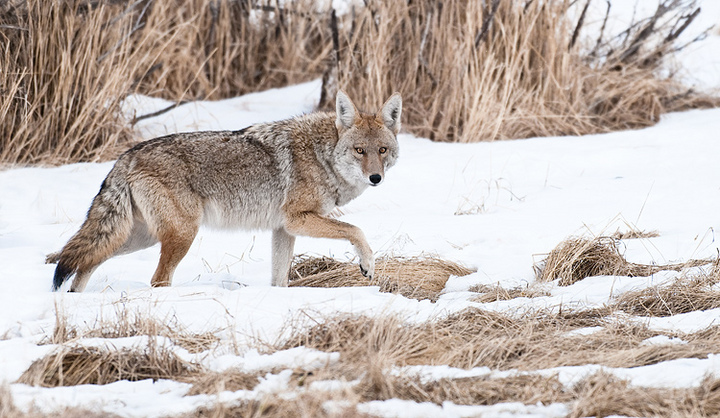 Coyote with a leg up