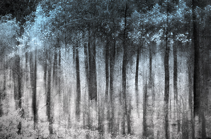 ghost forest