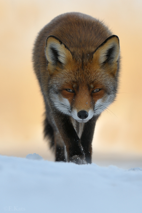 Winter fox