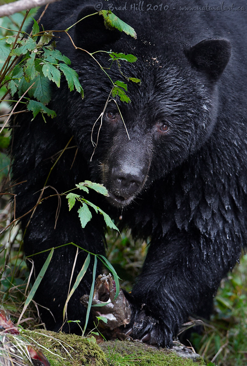 Feeding the Forest...