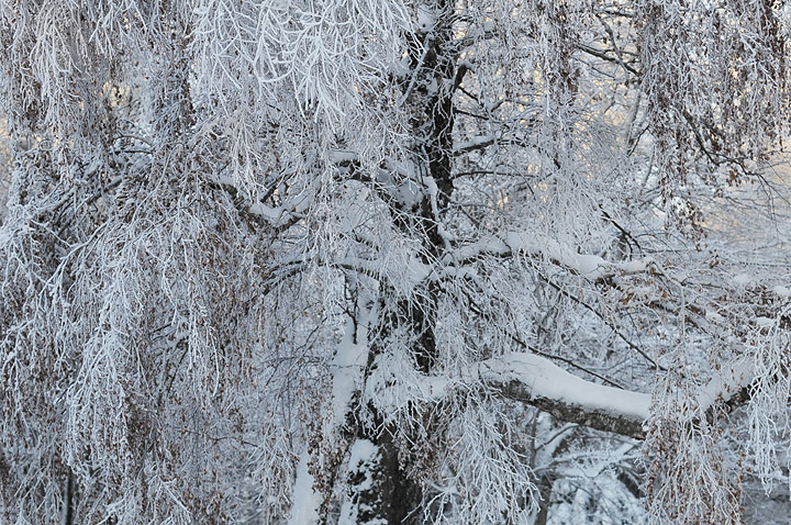 Birch Icescape