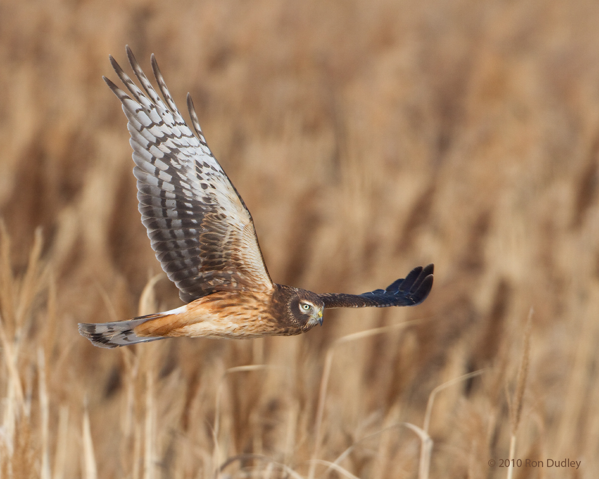 Northern Harrier