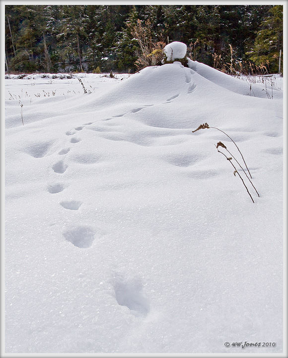 Winding Path