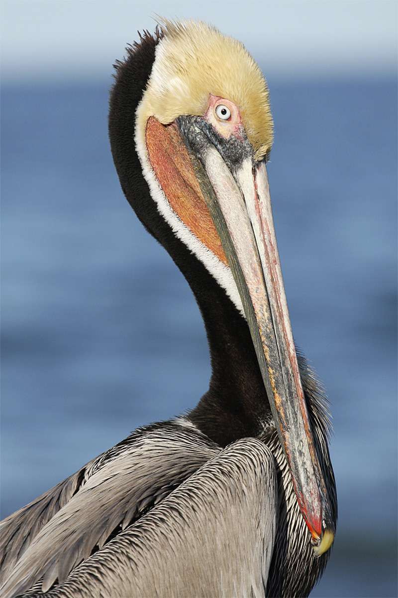 Brown Pelican Portrait