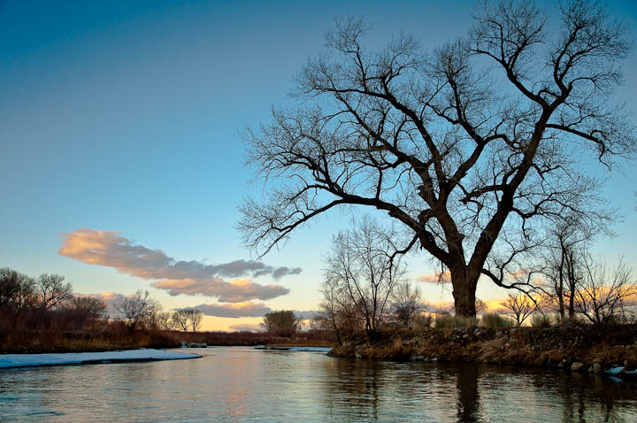 Walker River Cottonwood