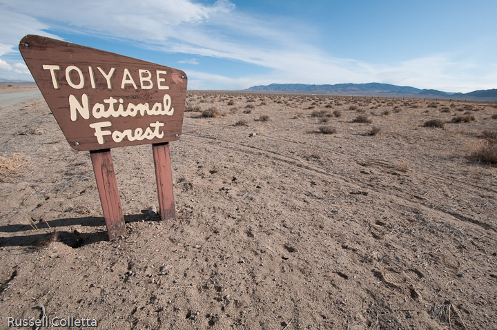 Nevada Forest