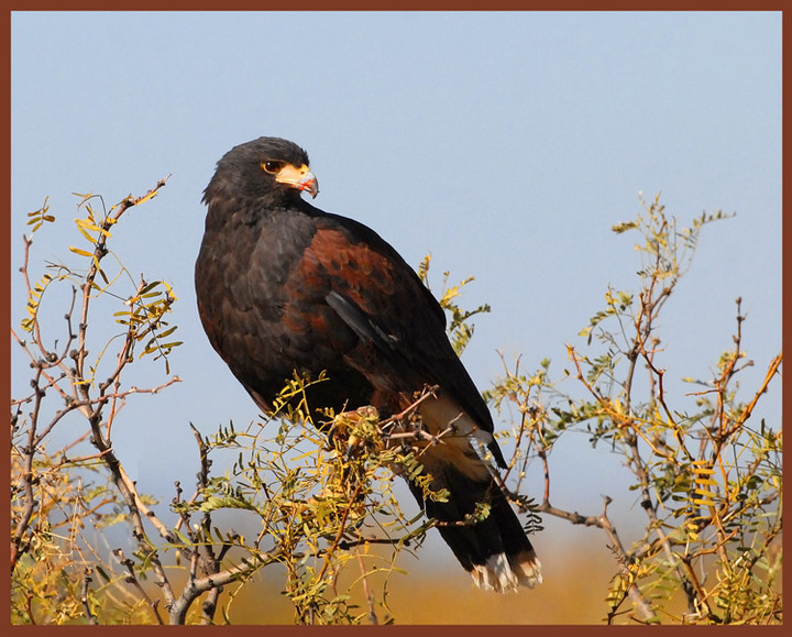 Harris Hawk