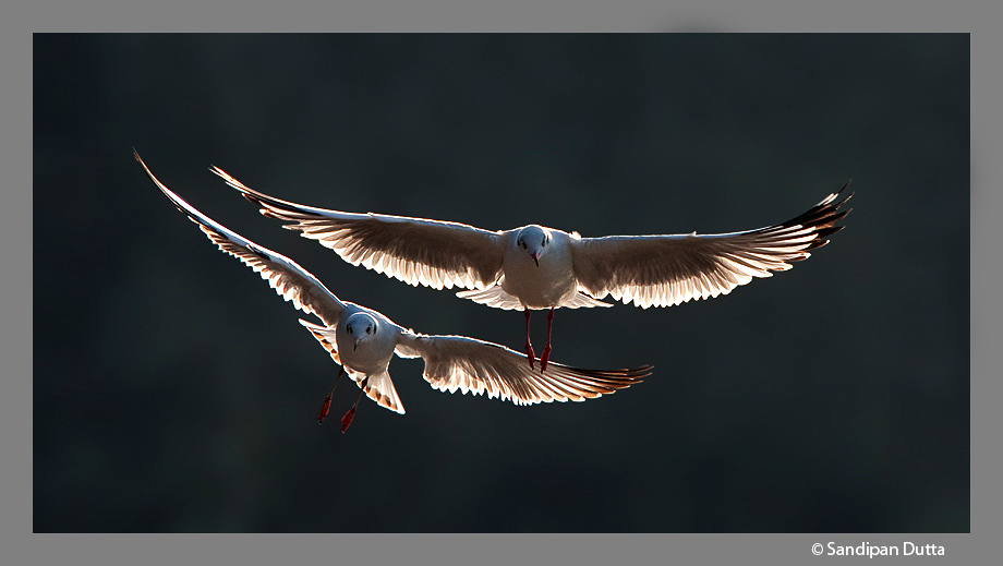 Angels (Backlight drama)