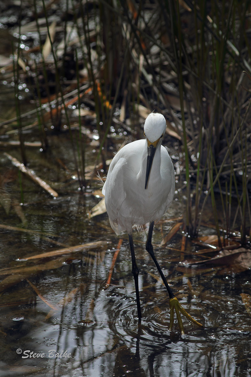 Snowy Egret