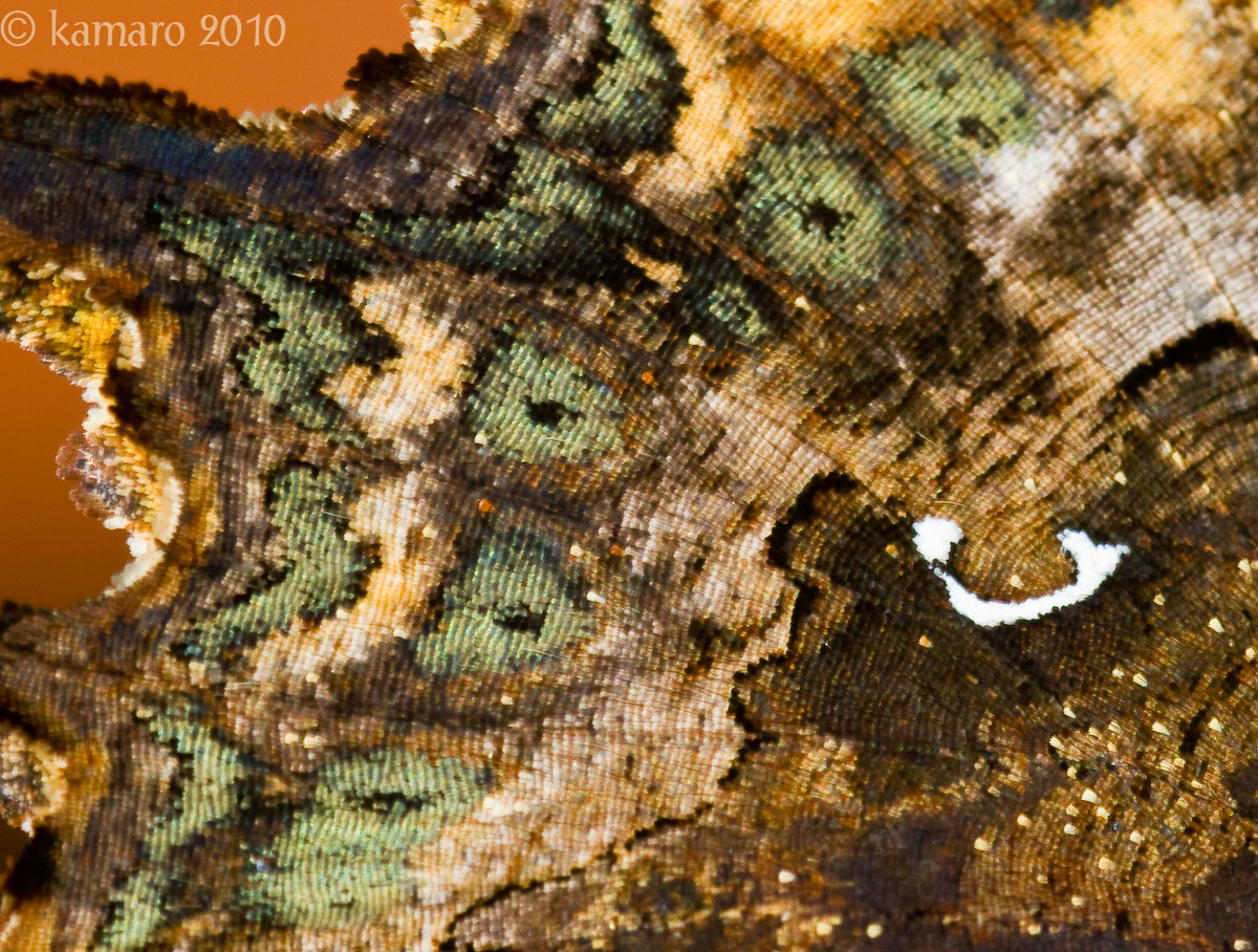 WC#416 - Underwing