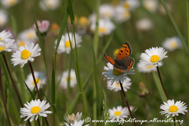 Flowery meadow