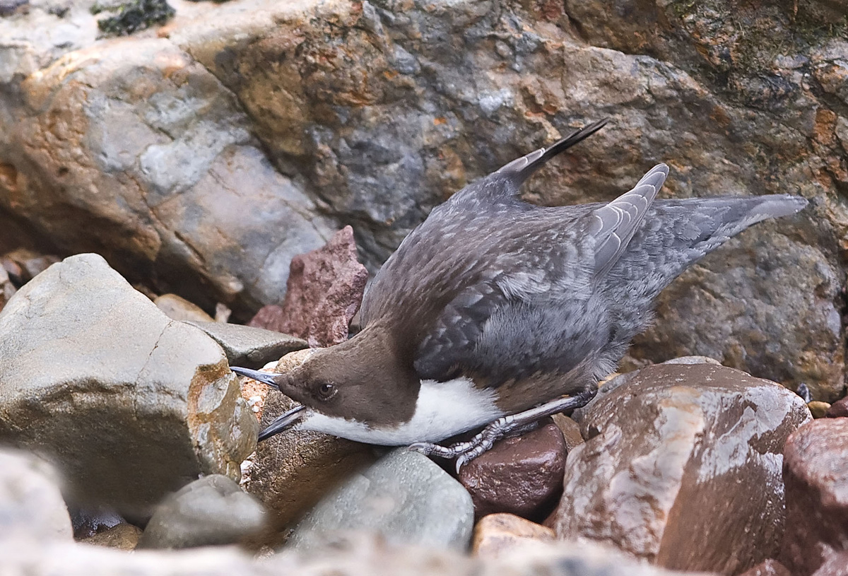 Dipper 