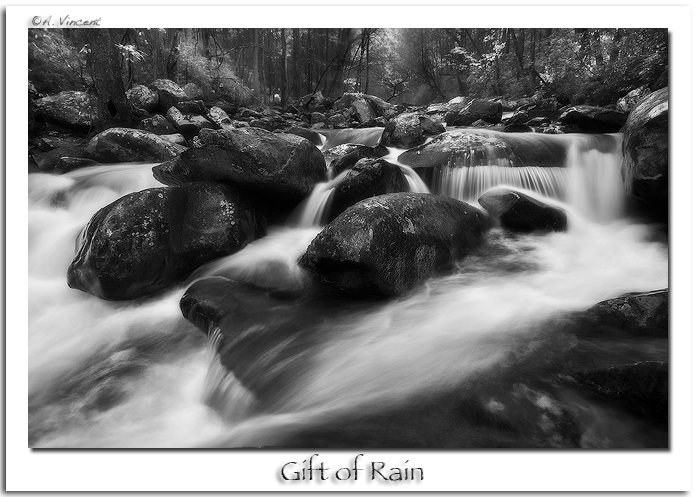 Gift of Rain