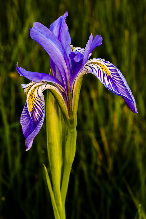 Wild Iris