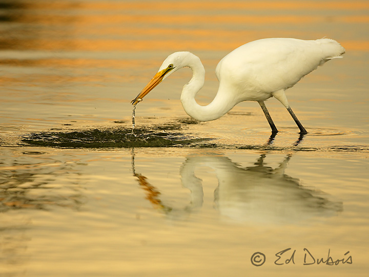 Egret Fishing