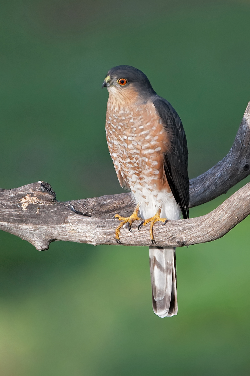 Sharp-shinned Hawk