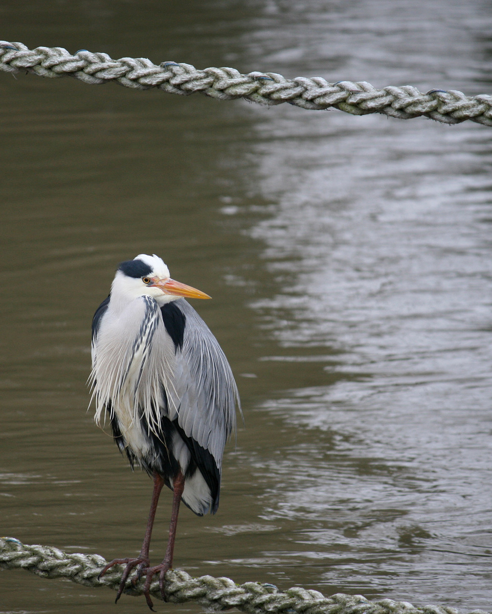 Grey Heron