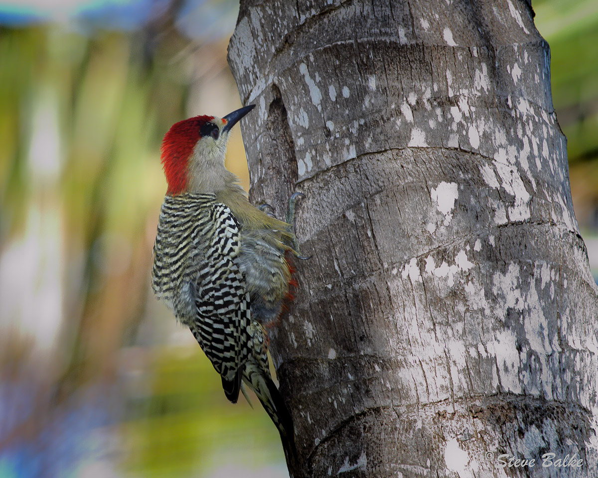 West Indian Woodpecker