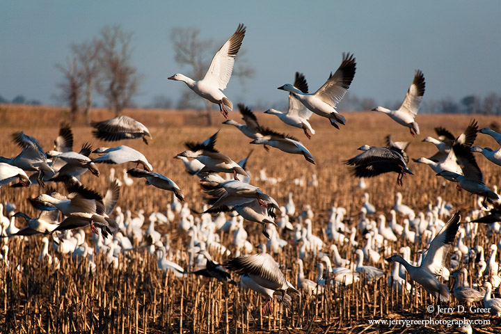 snow geese taking flight