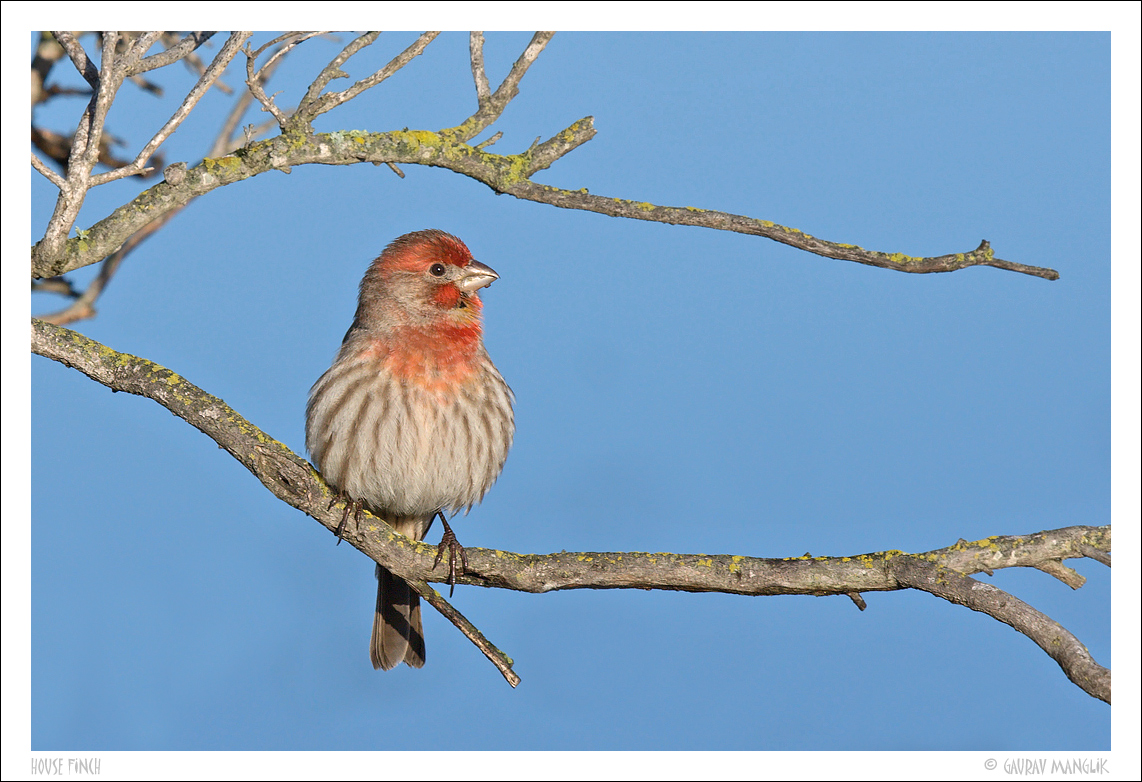House Finch