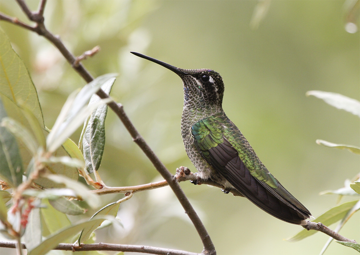 Magnificent Hummingbird