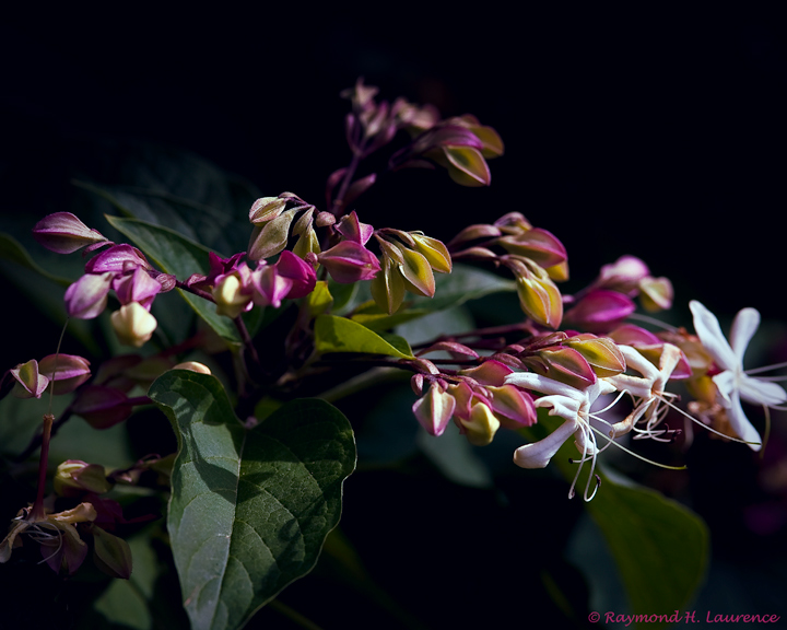 Delicate Blossoms