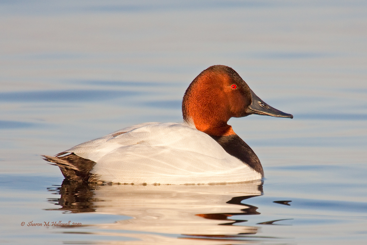 Canvasback Drake