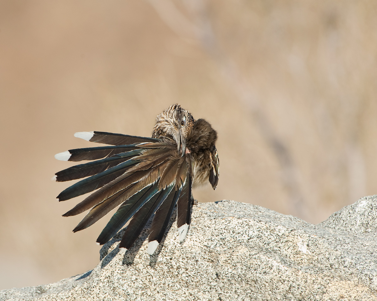Greater Roadrunner