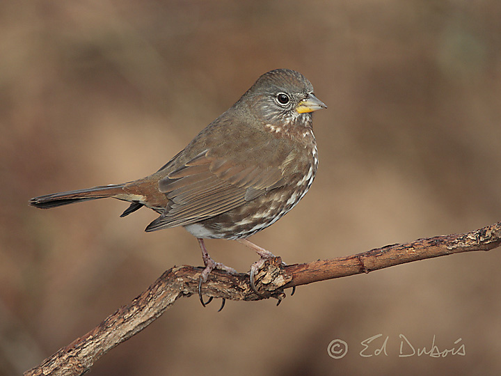 Fox Sparrow