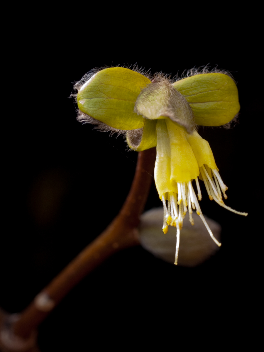 Unknown Ericaceae