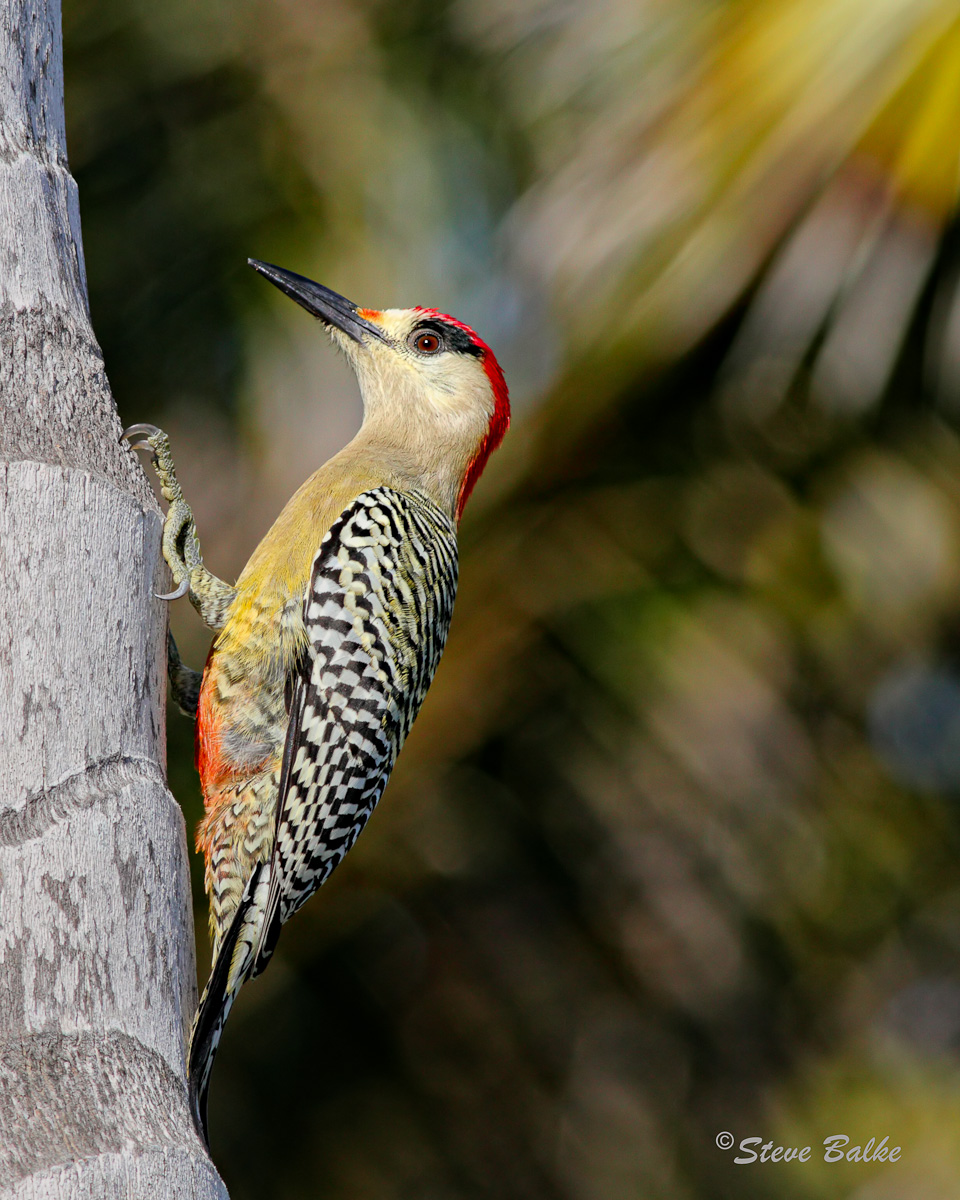WI Woodpecker 2 + Repost