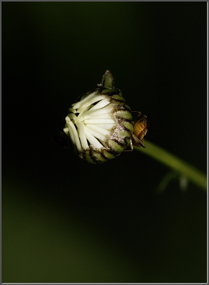 Obstinance