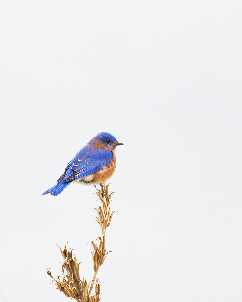 Winter Eastern Bluebird