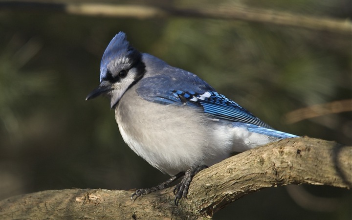 Blue Jay