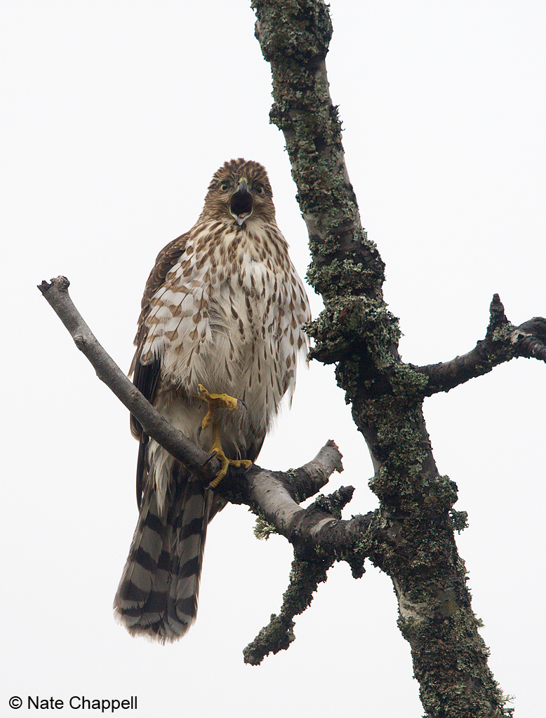 Cooper's Hawk Squawk