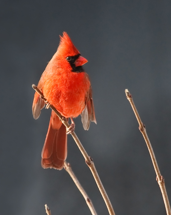 Northern Cardinal