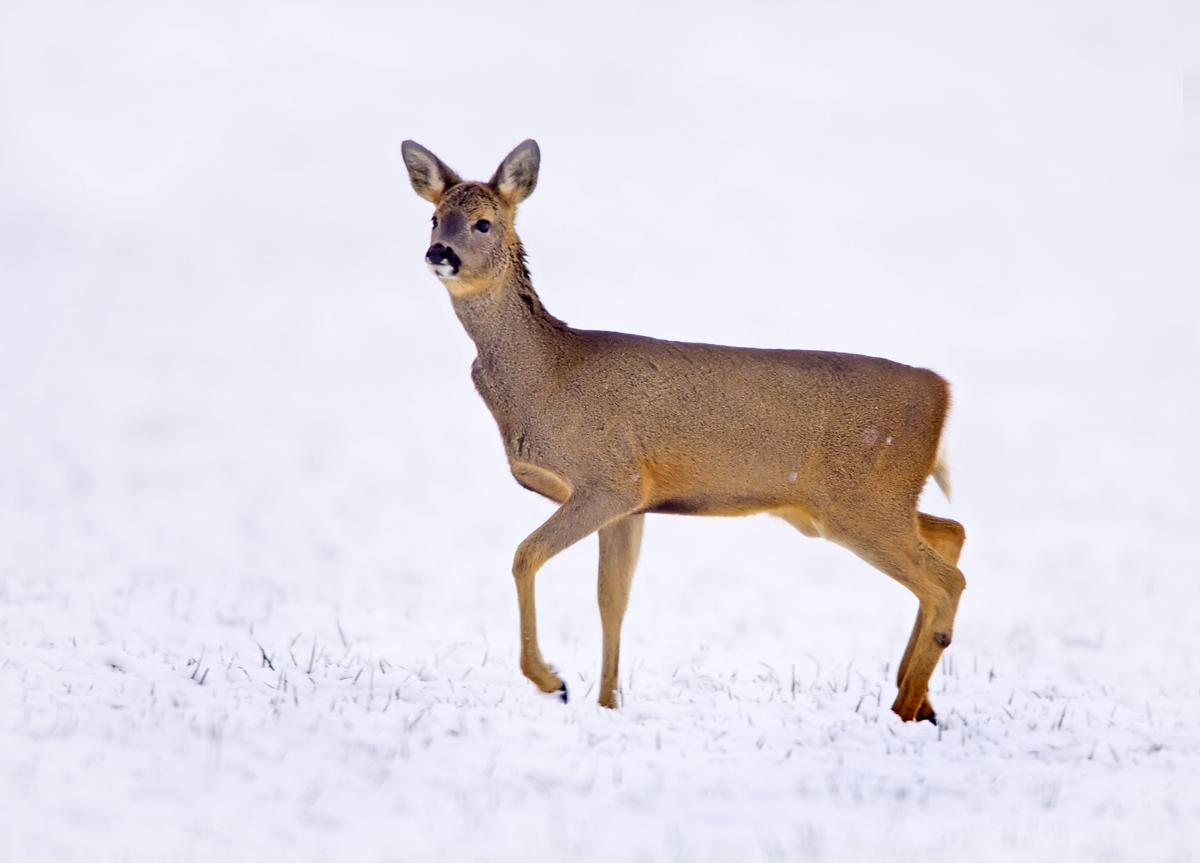 Roe Deer