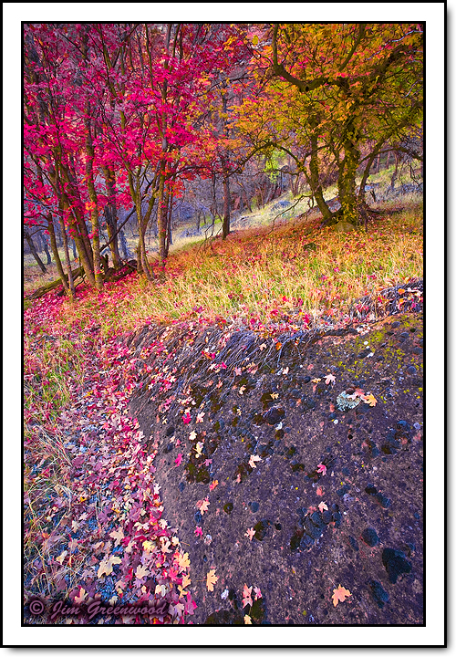 WC #417 - Maple Rock