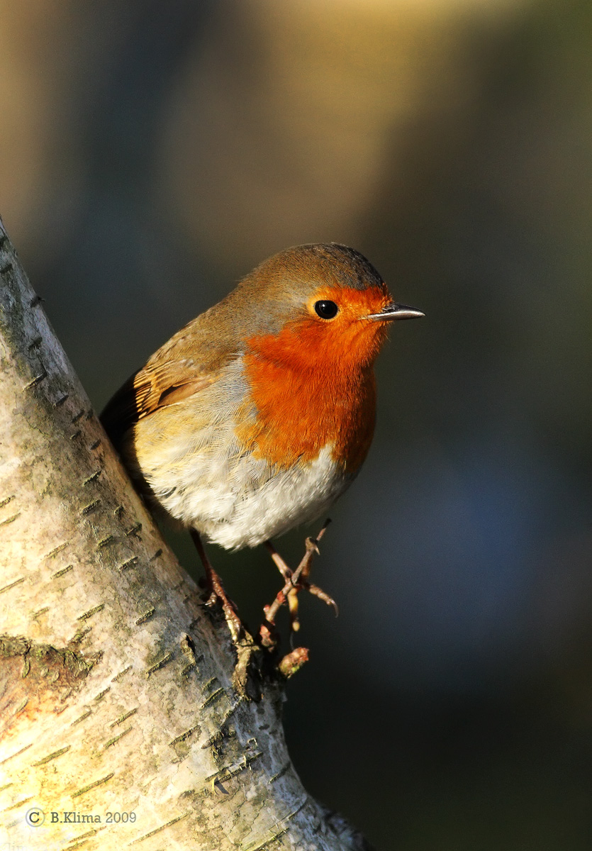 Robin