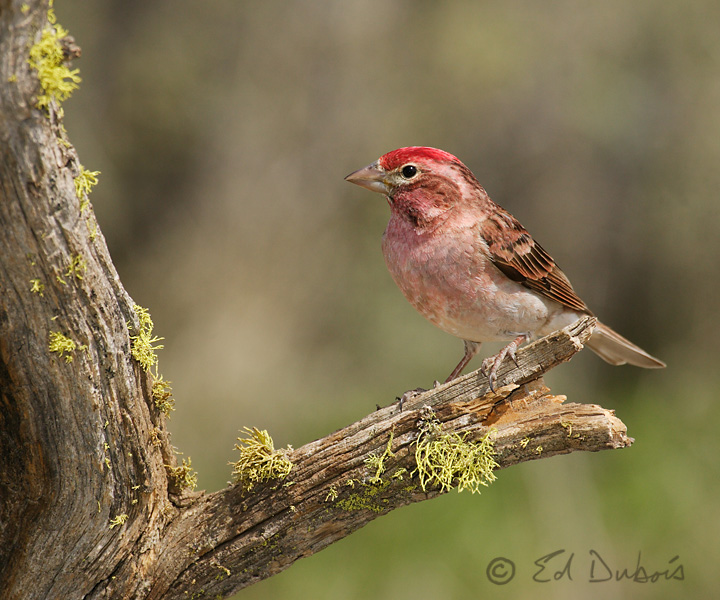 Cassin's Finch?