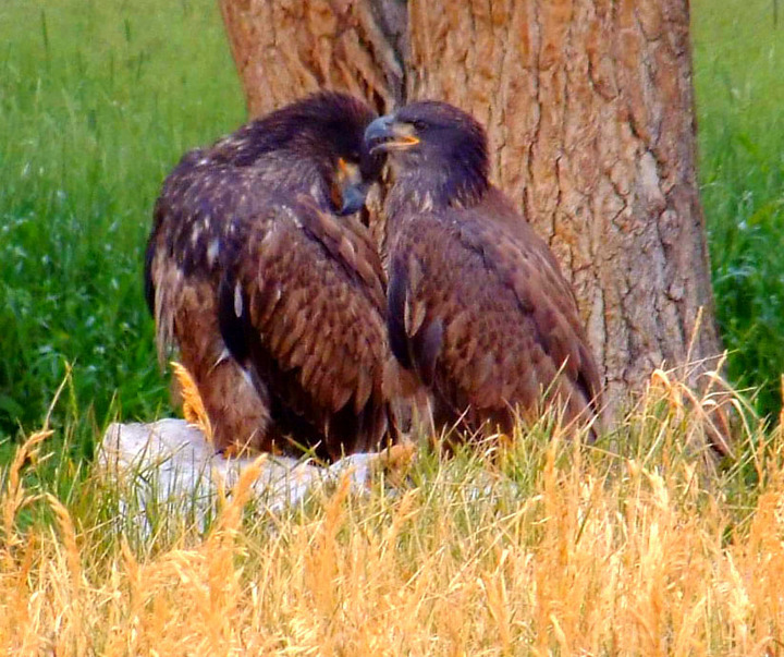Bald Eagle Twins