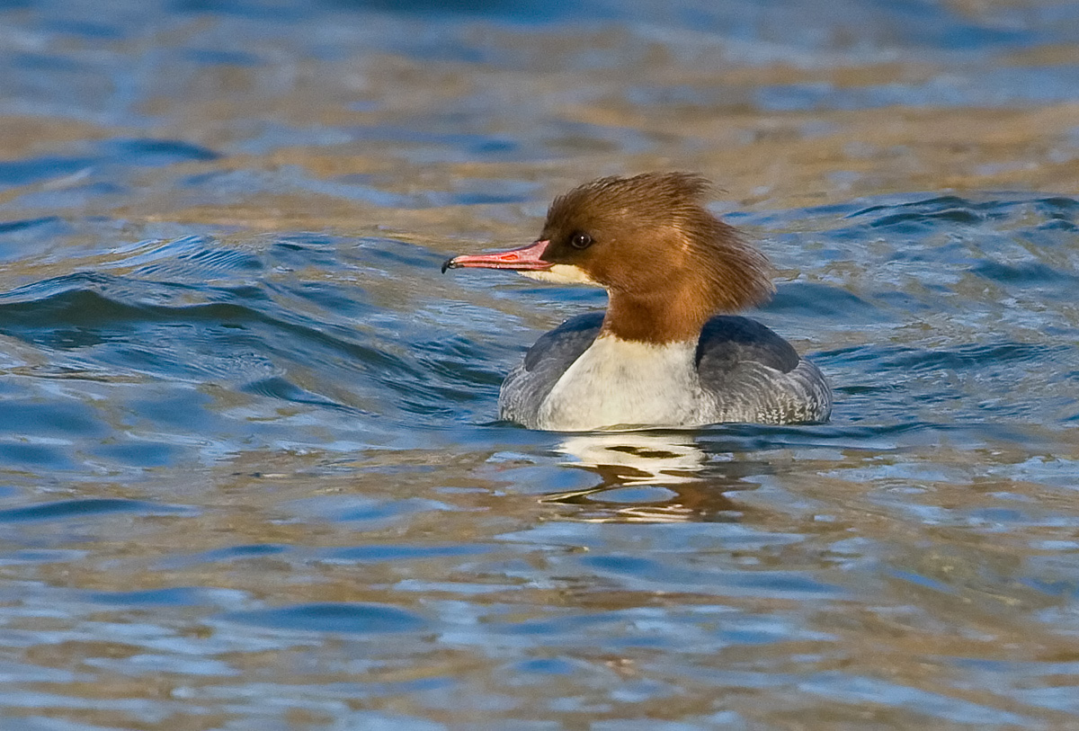 Common Merganser